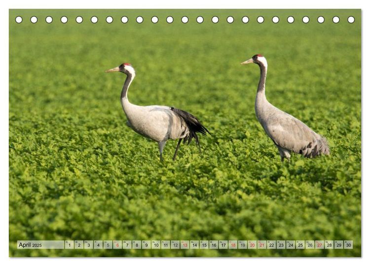 Produktbild: Kraniche auf dem Weg nach S&uuml;den (Tischkalender 2025 DIN A5 quer), CALVENDO Monatskalender