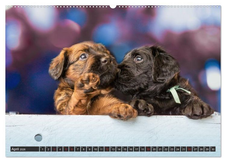 Produktbild: Briard-Welpen - Knuddelb&auml;ren zum Verlieben (hochwertiger Premium Wandkalender 2026 DIN A2 quer), Kunstdruck in Hochglanz