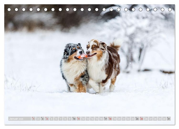 Produktbild: Australian Shepherd 2026 (Tischkalender 2026 DIN A5 quer), CALVENDO Monatskalender