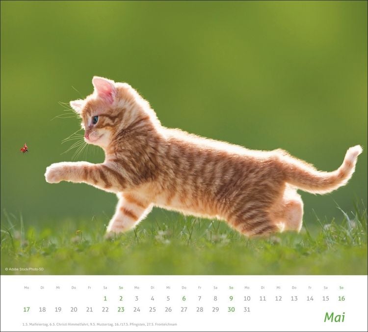 Produktbild: times&more Katzen Bildkalender 2027