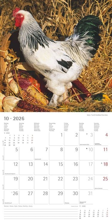 Produktbild: Hühner 2026 - Broschürenkalender 30x30 cm (30x60 geöffnet) - Kalender mit Platz für Notizen - Hühner - Bildkalender - Wandkalender - Hühnerkalender