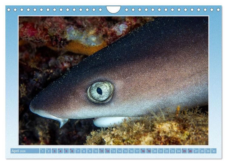 Produktbild: fisch portrait (Wandkalender 2026 DIN A4 quer), CALVENDO Monatskalender
