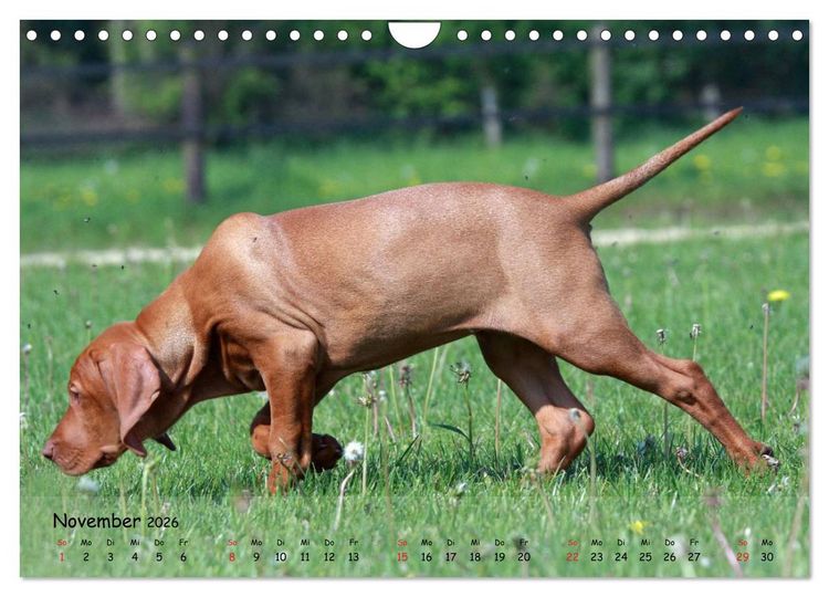 Produktbild: Magyar Vizsla - pure Lebensfreude (Wandkalender 2026 DIN A4 quer), CALVENDO Monatskalender