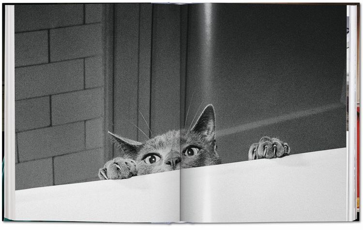Produktbild: Walter Chandoha. Cats. Photographs 1942&ndash;2018