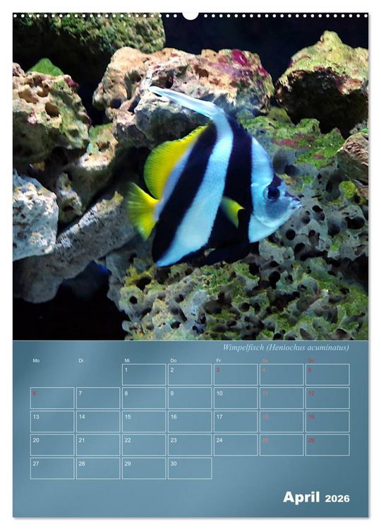 Produktbild: Bunte Riffbewohner - Fische, Anemonen und noch viel mehr (Wandkalender 2026 DIN A2 hoch), CALVENDO Monatskalender
