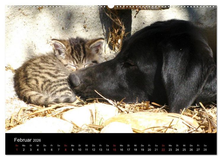 Produktbild: Der schwarze Hund und seine Freunde (Wandkalender 2026 DIN A2 quer), CALVENDO Monatskalender