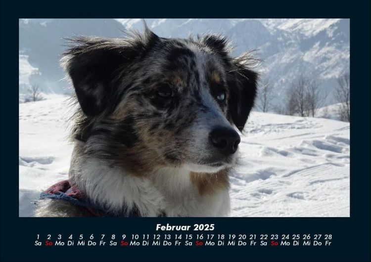Produktbild: Hunde 2025 Fotokalender DIN A4