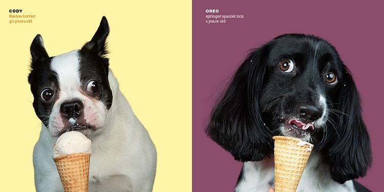 Produktbild: Dogs vs. Ice Cream