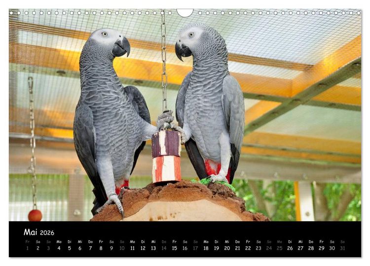 Produktbild: Graupapageien mit Herz (Wandkalender 2026 DIN A3 quer), CALVENDO Monatskalender