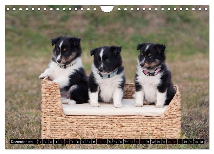 Produktbild: Shetland Sheepdogs - Kleine Charmeure (Wandkalender 2026 DIN A4 quer), CALVENDO Monatskalender