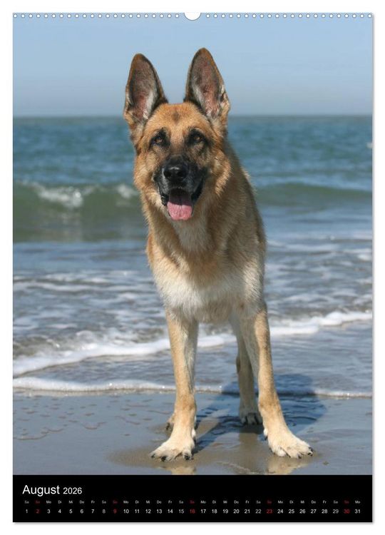 Produktbild: Deutscher Sch&auml;ferhund (Wandkalender 2026 DIN A2 hoch), CALVENDO Monatskalender