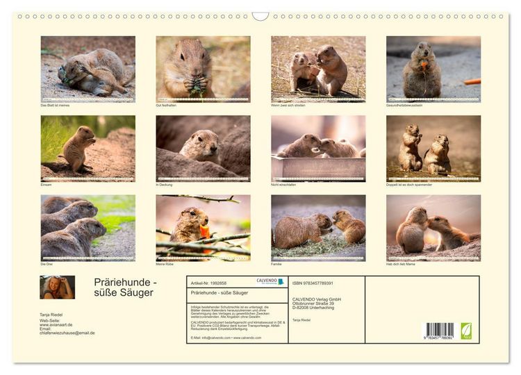 Produktbild: Pr&auml;riehunde - s&uuml;&szlig;e S&auml;uger (Wandkalender 2026 DIN A2 quer), CALVENDO Monatskalender