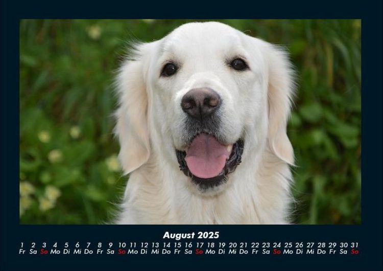 Produktbild: Der Hundekalender 2025 Fotokalender DIN A4