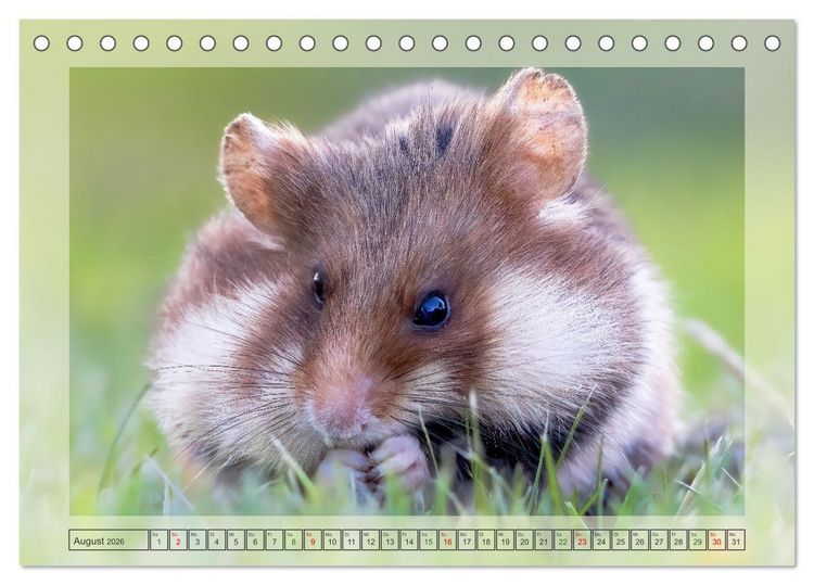 Produktbild: S&uuml;&szlig;e Nager (Tischkalender 2026 DIN A5 quer), CALVENDO Monatskalender