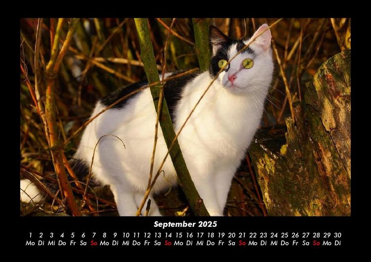 Produktbild: F&uuml;r Katzenfreunde 2025 Fotokalender DIN A3