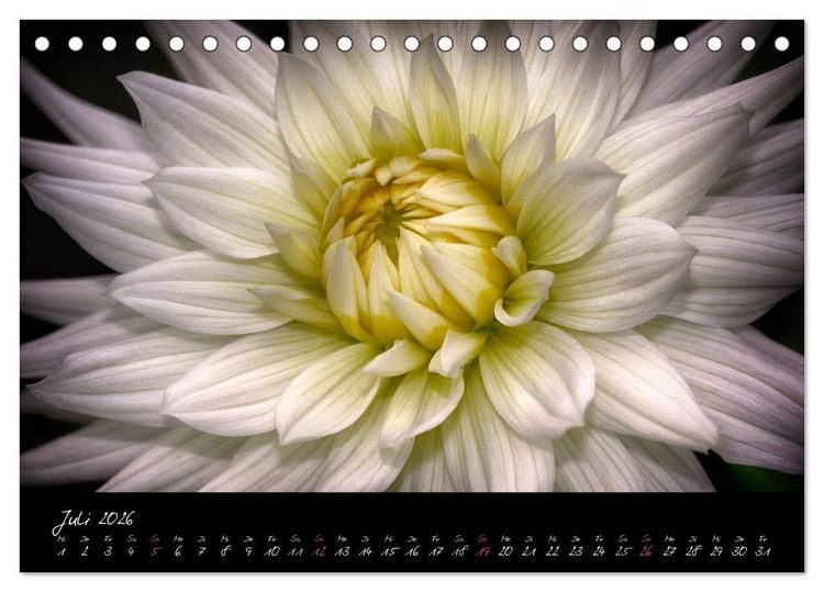 Produktbild: Serenade - Visuelle Musik der Blumen (Tischkalender 2026 DIN A5 quer), CALVENDO Monatskalender