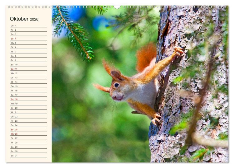 Produktbild: Wir sind die Stars im Wald (hochwertiger Premium Wandkalender 2026 DIN A2 quer), Kunstdruck in Hochglanz