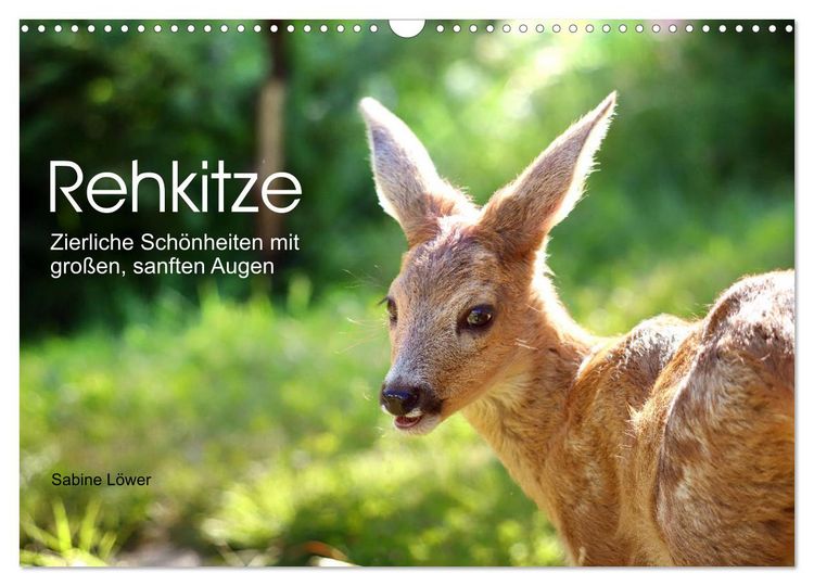 Produktbild: Rehkitze, zierliche Sch&ouml;nheiten mit gro&szlig;en, sanften Augen (Wandkalender 2026 DIN A3 quer), CALVENDO Monatskalender