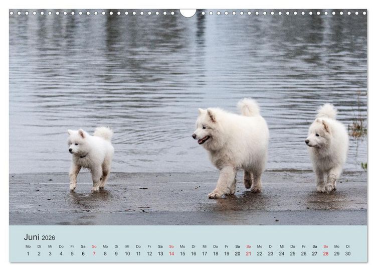 Produktbild: Samojeden - Liebenswerte Fellkugeln (Wandkalender 2026 DIN A3 quer), CALVENDO Monatskalender