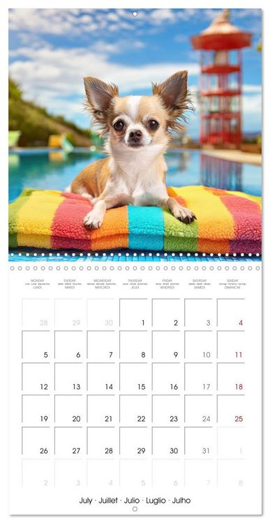 Produktbild: Chilling Chihuahuas (Wall Calendar 2027 12 &times; 12 Inch) CALVENDO 12 Month Wall Calendar