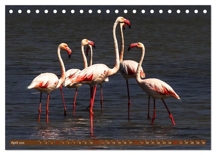 Produktbild: Die Vogelwelt der Camargue (Tischkalender 2026 DIN A5 quer), CALVENDO Monatskalender
