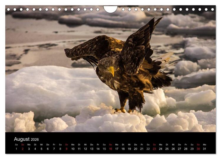 Produktbild: Seeadler - K&ouml;nige der L&uuml;fte (Wandkalender 2026 DIN A4 quer), CALVENDO Monatskalender