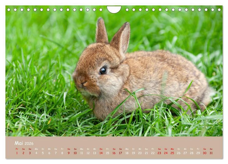 Produktbild: Flauschige Fellkn&auml;uel (Wandkalender 2026 DIN A4 quer), CALVENDO Monatskalender