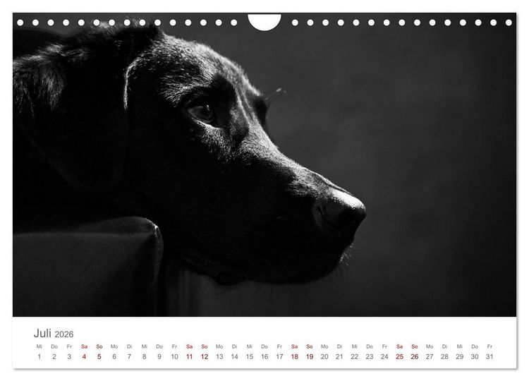 Produktbild: Hundeportraits Fine Art (Wandkalender 2026 DIN A4 quer), CALVENDO Monatskalender