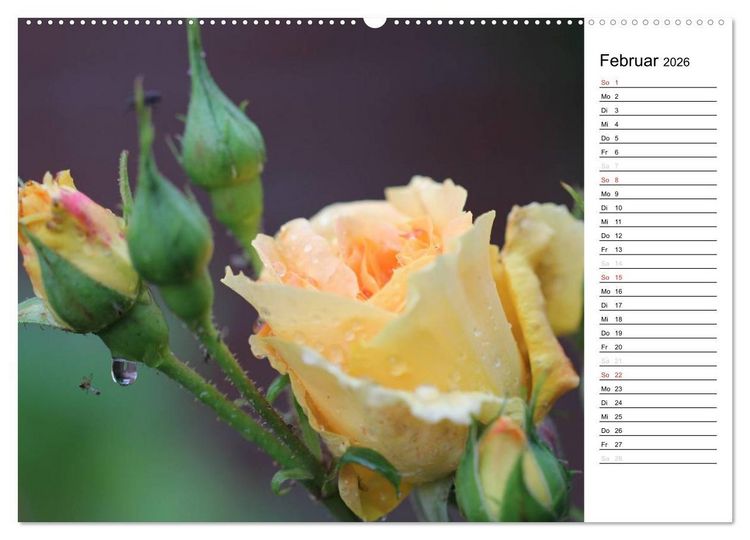 Produktbild: Zauberhafte Rosen (Wandkalender 2026 DIN A2 quer), CALVENDO Monatskalender