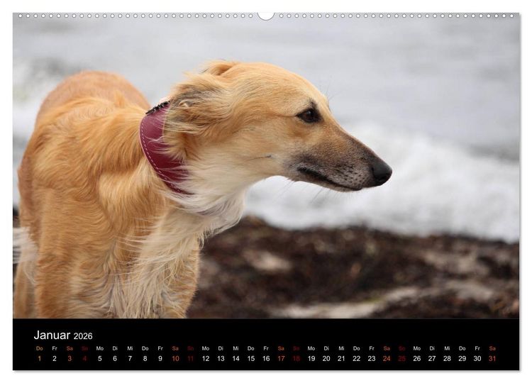 Produktbild: Der Silken Windsprite - ein Seelenhund (Wandkalender 2026 DIN A2 quer), CALVENDO Monatskalender