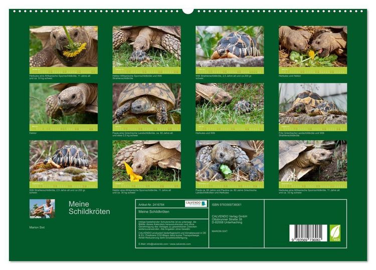 Produktbild: Meine Schildkr&ouml;ten (hochwertiger Premium Wandkalender 2027 DIN A2 quer), Kunstdruck in Hochglanz