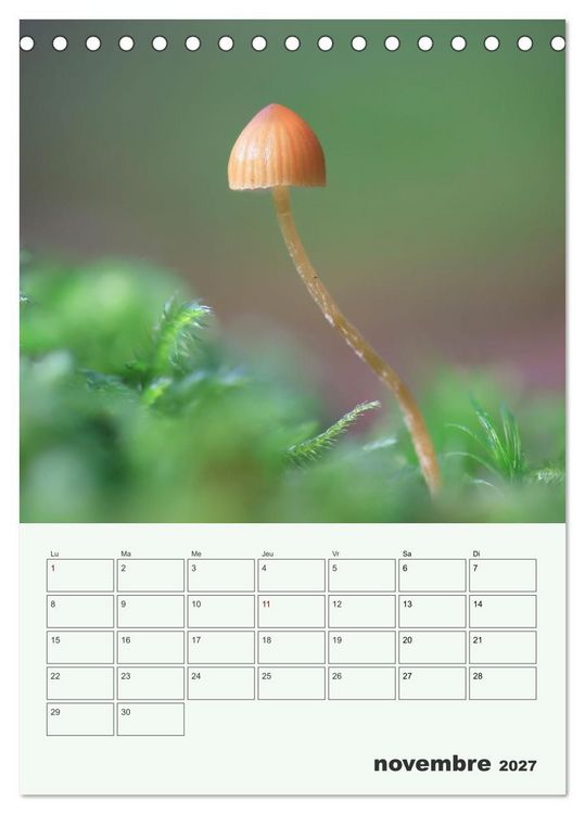 Produktbild: Champignons magiques - Beaut&eacute;s &eacute;ph&eacute;m&egrave;res (Calendrier de bureau 2027 DIN A5 horizontal), CALVENDO calendrier mensuel
