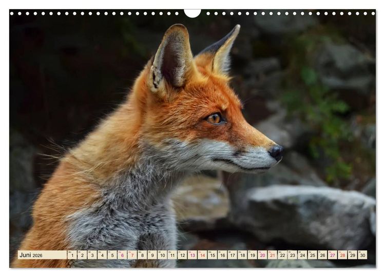 Produktbild: Fuchs - schlauer R&auml;uber (Wandkalender 2026 DIN A3 quer), CALVENDO Monatskalender