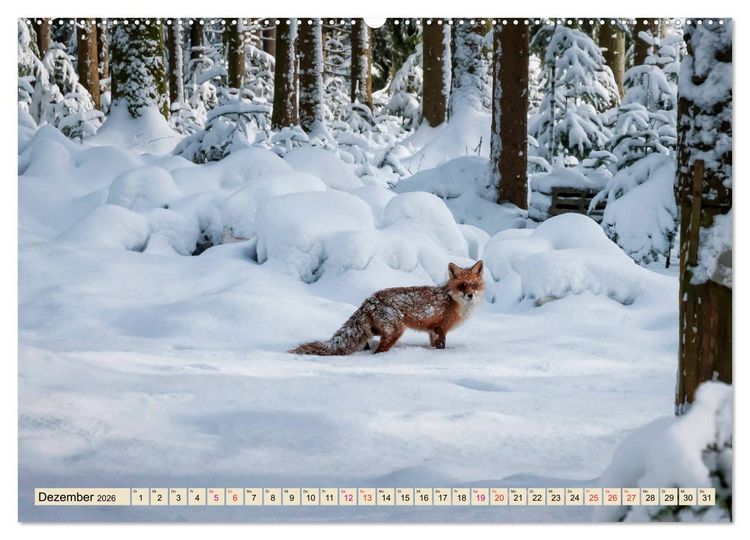 Produktbild: Fuchs - schlauer R&auml;uber (hochwertiger Premium Wandkalender 2026 DIN A2 quer), Kunstdruck in Hochglanz