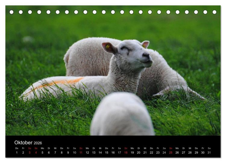 Produktbild: Schafe in Dithmarschen (Tischkalender 2026 DIN A5 quer), CALVENDO Monatskalender