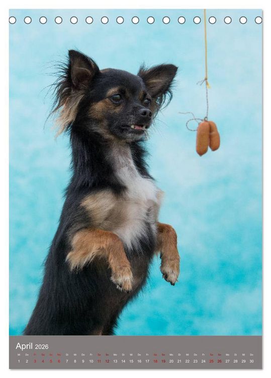Produktbild: Hundegesichter beim W&uuml;rstchenschnappen (Tischkalender 2026 DIN A5 hoch), CALVENDO Monatskalender