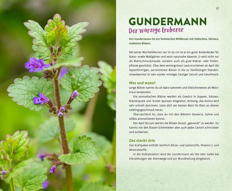 Produktbild: Wild und wunderbar: die 13 besten Wildkr&auml;uter