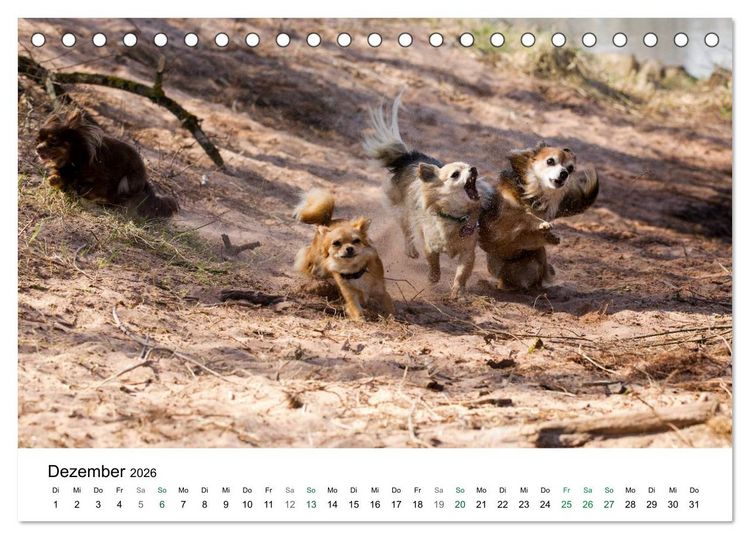 Produktbild: Chihuahuas - kleine Herzensbrecher (Tischkalender 2026 DIN A5 quer), CALVENDO Monatskalender