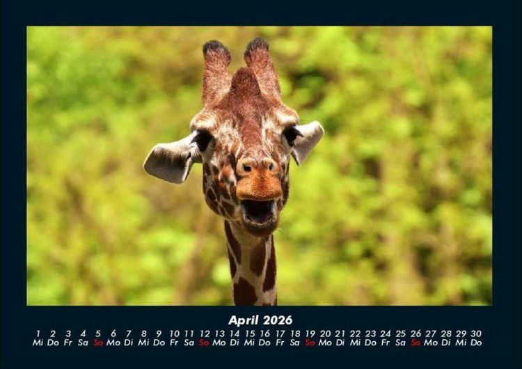 Produktbild: Giraffen 2026 Fotokalender DIN A4