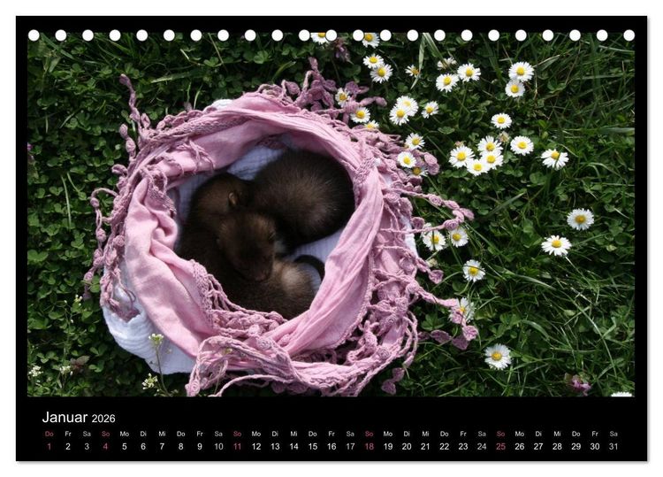 Produktbild: Marderkinder (Tischkalender 2026 DIN A5 quer), CALVENDO Monatskalender