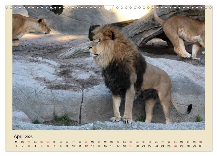 Produktbild: L&ouml;wen im Tierpark Hagenbeck (Wandkalender 2026 DIN A3 quer), CALVENDO Monatskalender