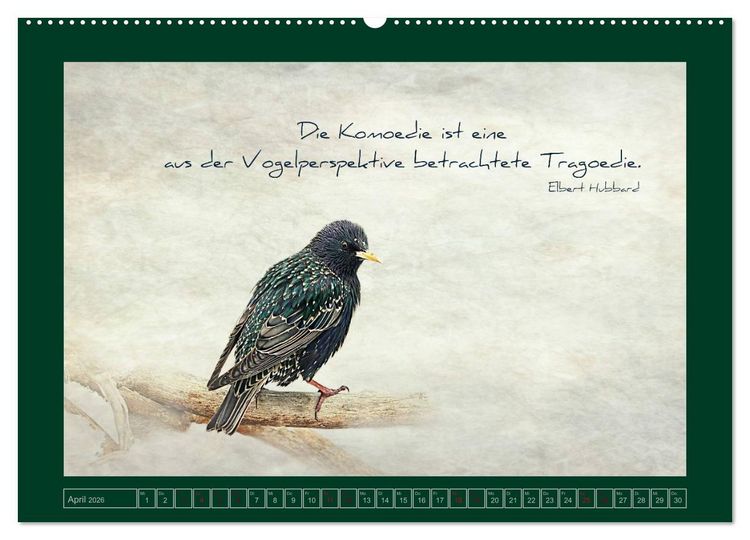 Produktbild: Stare und Weisheiten (Wandkalender 2026 DIN A2 quer), CALVENDO Monatskalender