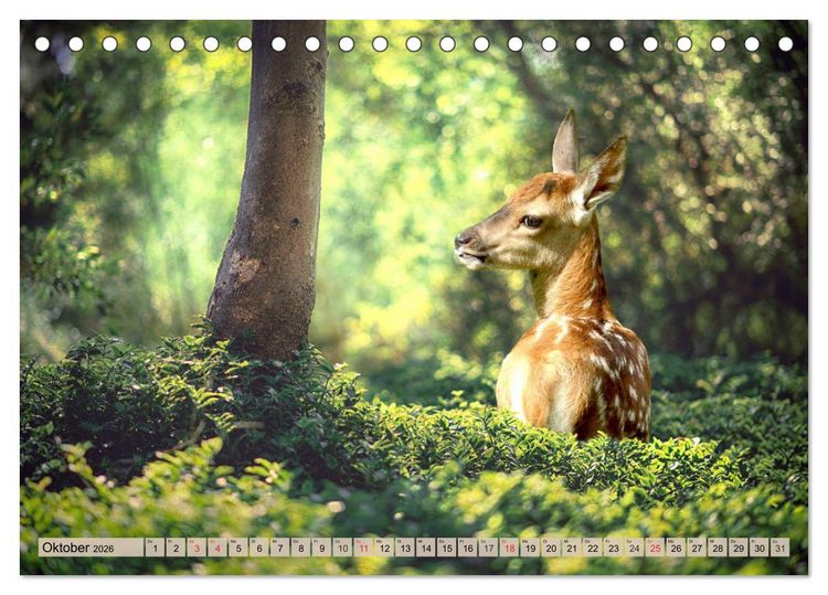 Produktbild: Leise durch den Wald. Sich Zeit nehmen und der Stille lauschen (Tischkalender 2026 DIN A5 quer), CALVENDO Monatskalender