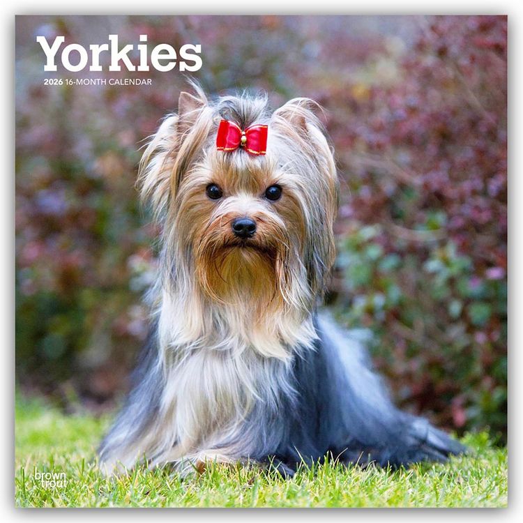 Produktbild: Yorkshire Terriers &ndash; Yorkshire Terrier &ndash; Yorkies 2026 &ndash; 16-Monatskalender