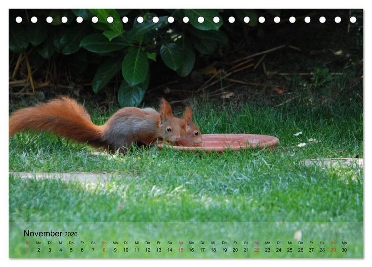 Produktbild: Spa&szlig; mit Eichh&ouml;rnchen-Kindern (Tischkalender 2026 DIN A5 quer), CALVENDO Monatskalender