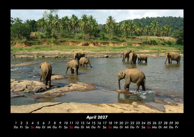 Produktbild: Elefanten 2027 Fotokalender DIN A3