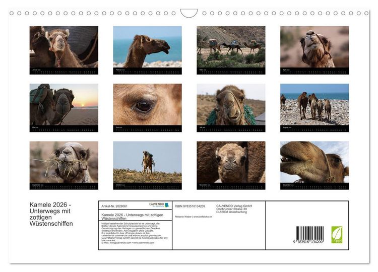 Produktbild: Kamele 2026 - Unterwegs mit zottigen W&uuml;stenschiffen (Wandkalender 2026 DIN A3 quer), CALVENDO Monatskalender