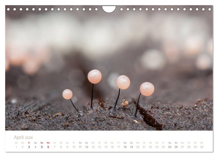 Produktbild: FASZINATION PILZE 2026 (Wandkalender 2026 DIN A4 quer), CALVENDO Monatskalender