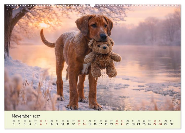 Produktbild: Rhodesian Ridgeback - Welpenzauber (Wandkalender 2027 DIN A2 quer), CALVENDO Monatskalender