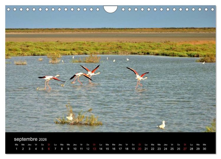 Produktbild: Camargue Entre mer et nature (Calendrier mural 2026 DIN A4 vertical), CALVENDO calendrier mensuel